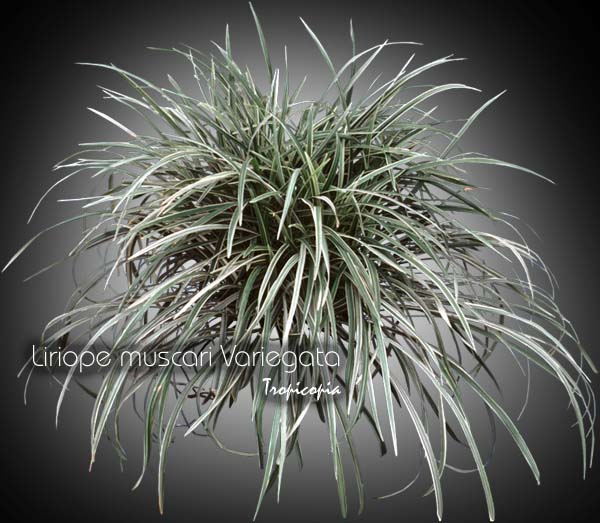 Foliage plant - Liriope muscari ' Variegata' - Variegated lily-turf